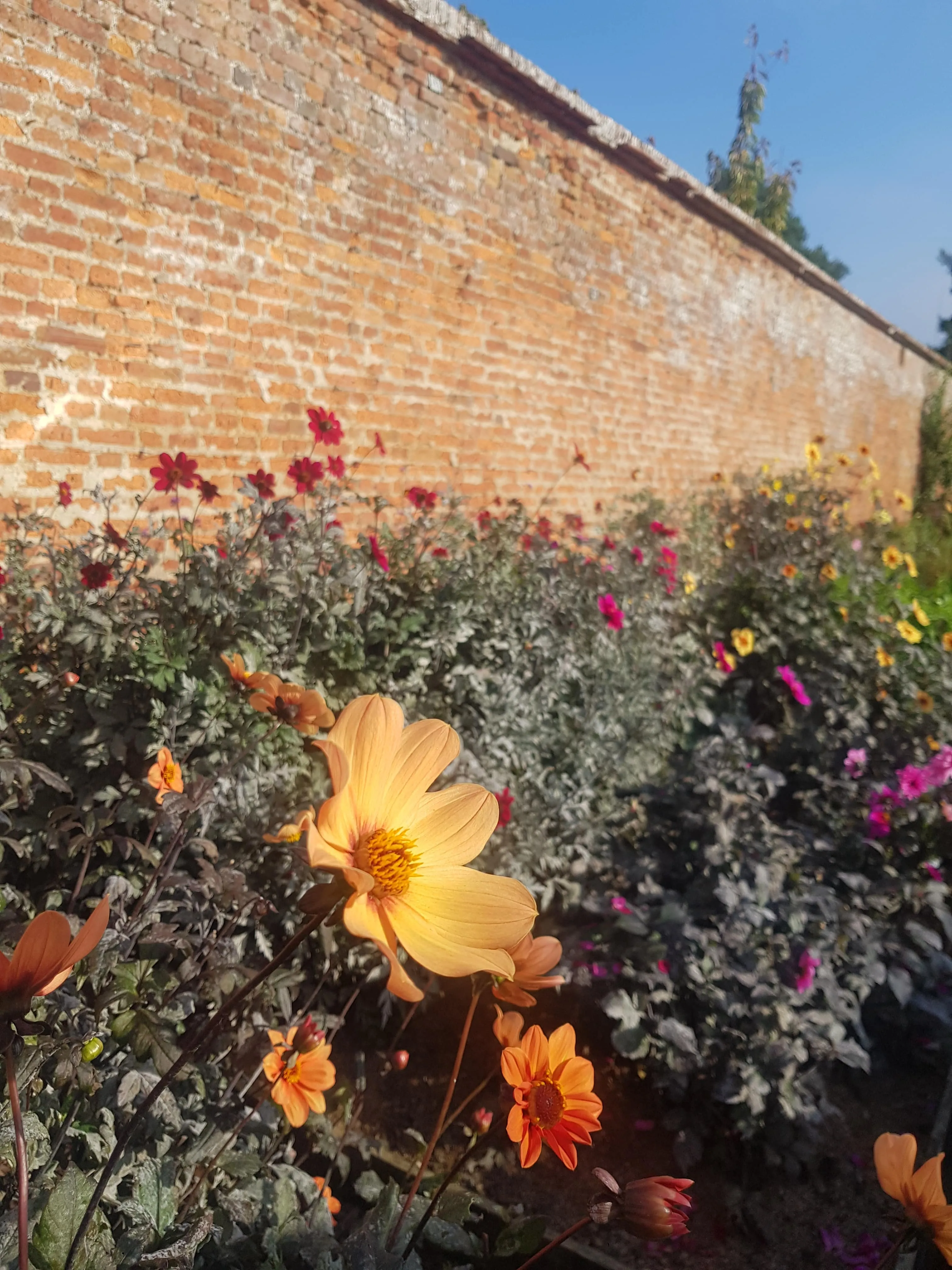 Floral border at Grey's Court